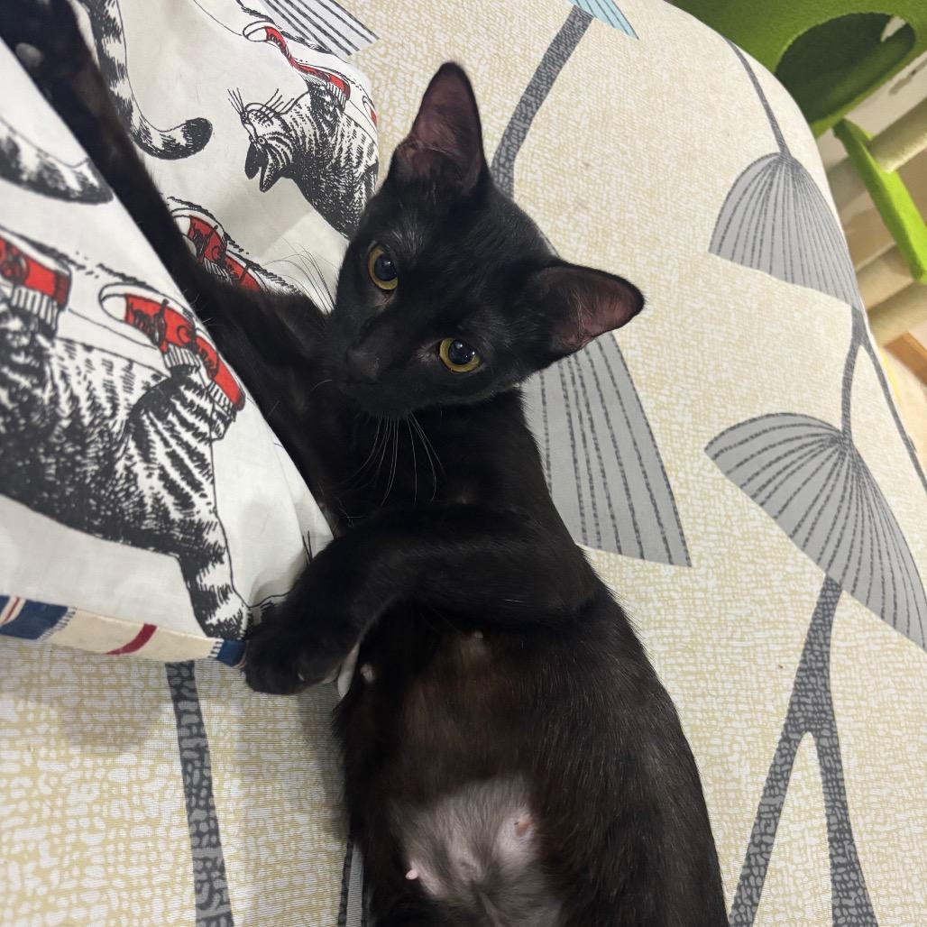 Enlarge Magnolia, a Adoptable Domestic Short Hair in Madison, WI image 3/6