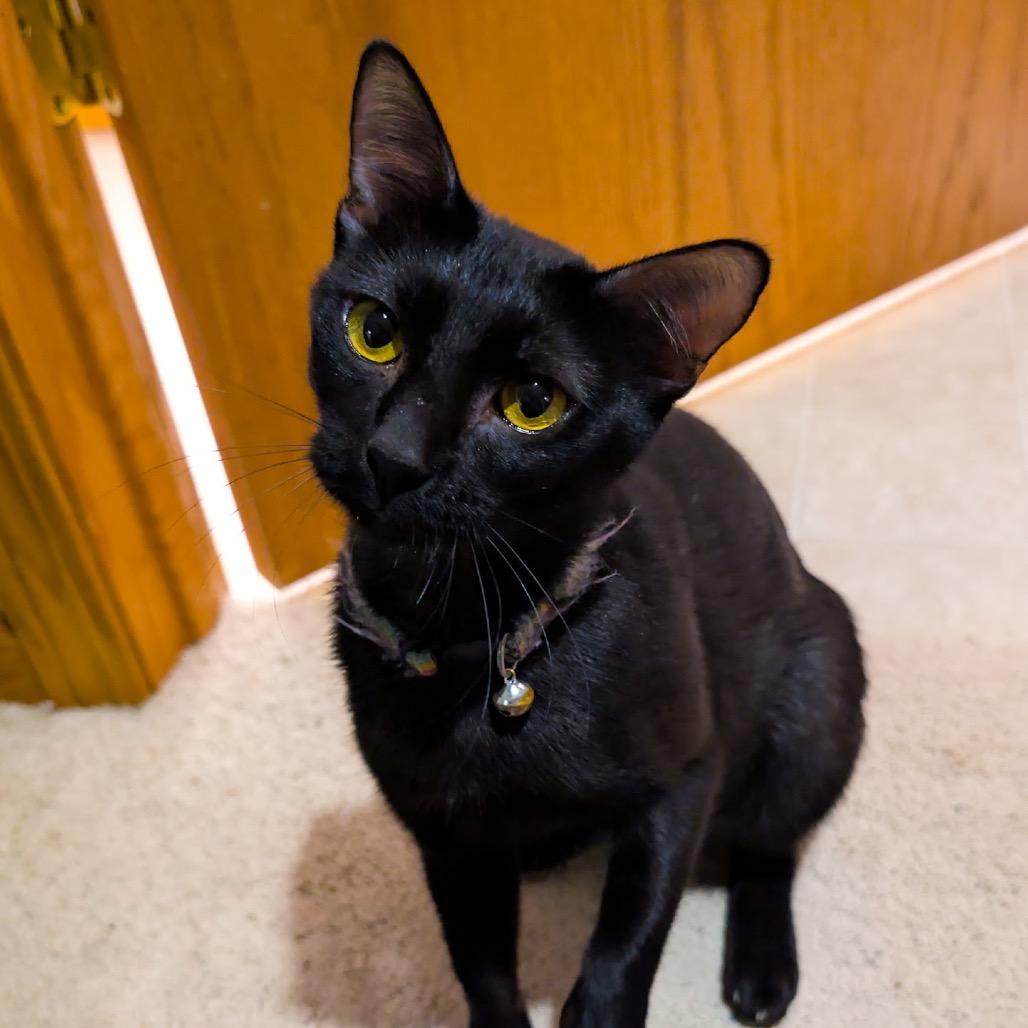 Enlarge Magnolia, a Adoptable Domestic Short Hair in Madison, WI image 4/6