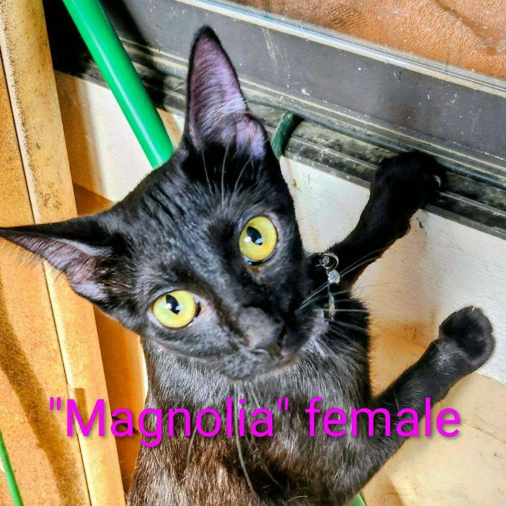 Enlarge Magnolia, a Adoptable Domestic Short Hair in Madison, WI image 5/6