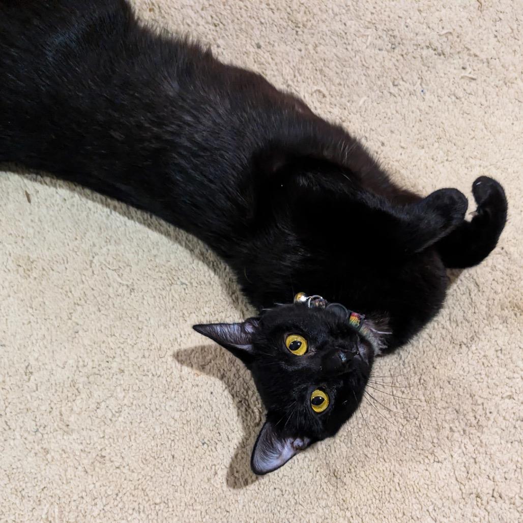 Enlarge Magnolia, a Adoptable Domestic Short Hair in Madison, WI image 6/6
