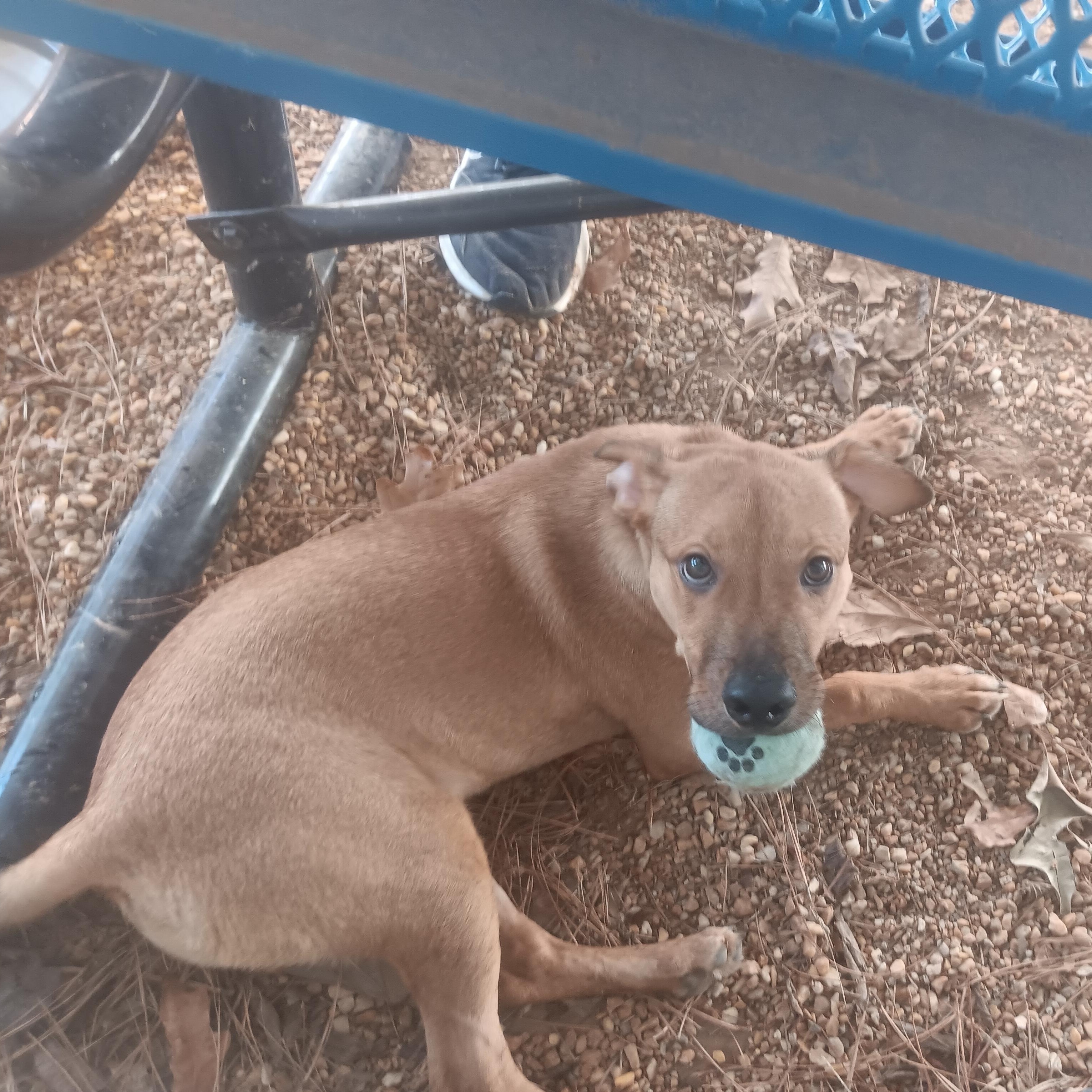 Enlarge Quill, a Adoptable mixed breed in North Little Rock, AR image 1/1