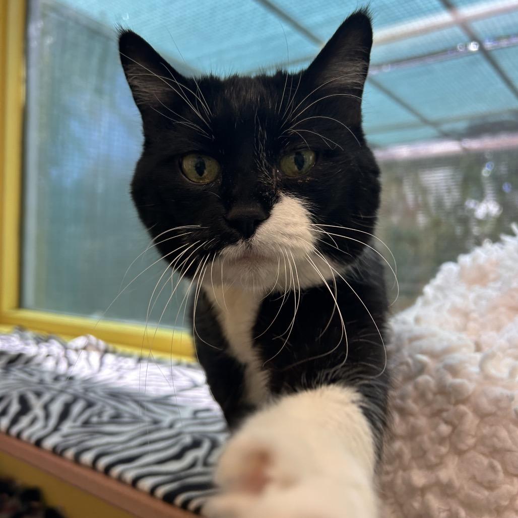 Large Marge, Adoptable, Senior Female Domestic Short Hair.