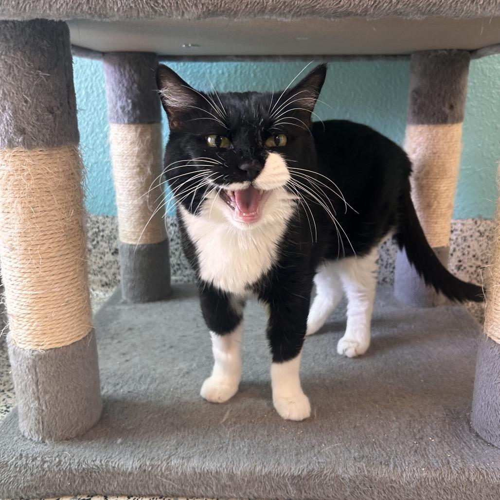 Enlarge Large Marge, a Adoptable Domestic Short Hair in Fresno, CA image 2/3