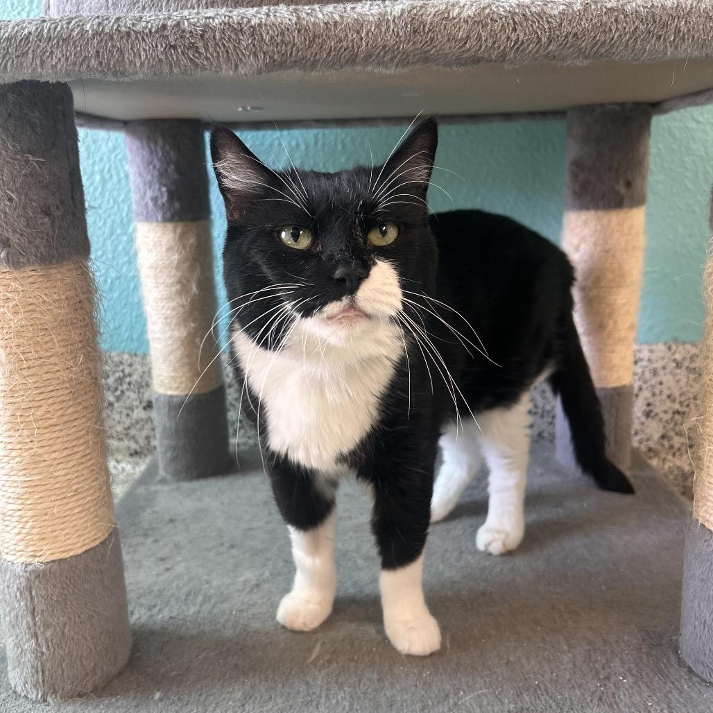 Enlarge Large Marge, a Adoptable Domestic Short Hair in Fresno, CA image 3/3