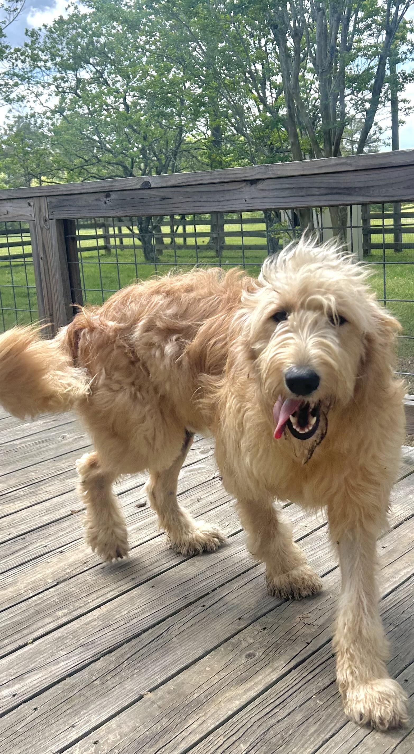 Oakley , ADOPTABLE, Young Male Goldendoodle.
