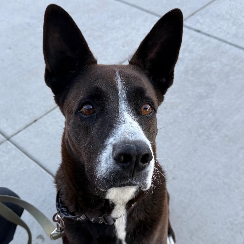 Gandalf, Adoptable, Adult Male Shepherd & Cattle Dog.