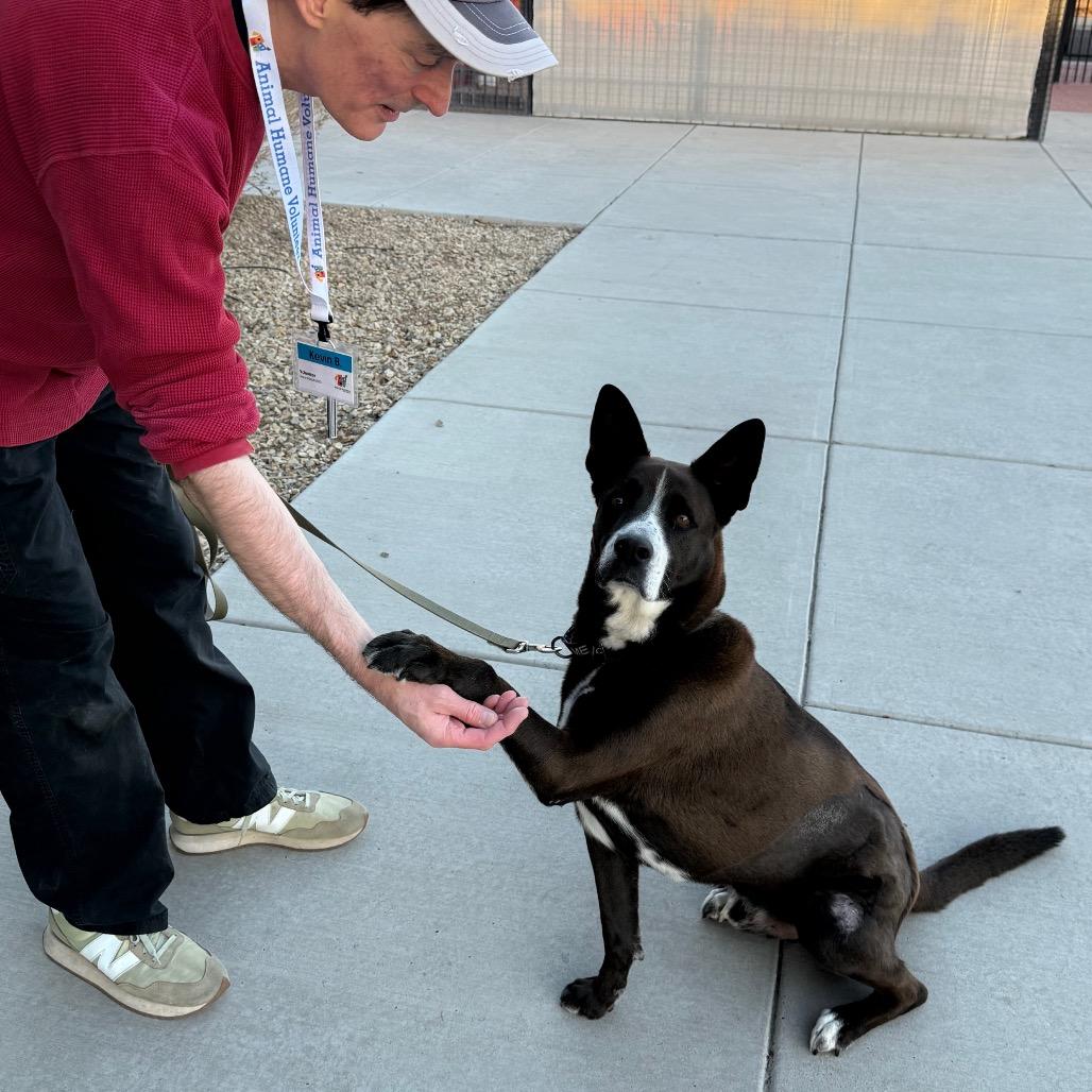 Enlarge Gandalf, a Adoptable mixed breed in Albuquerque, NM image 3/6