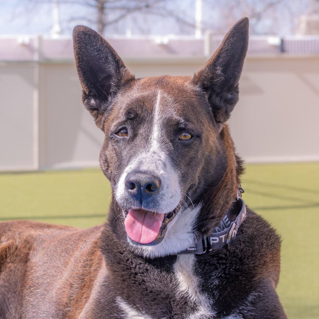 Enlarge Gandalf, a Adoptable mixed breed in Albuquerque, NM image 4/6