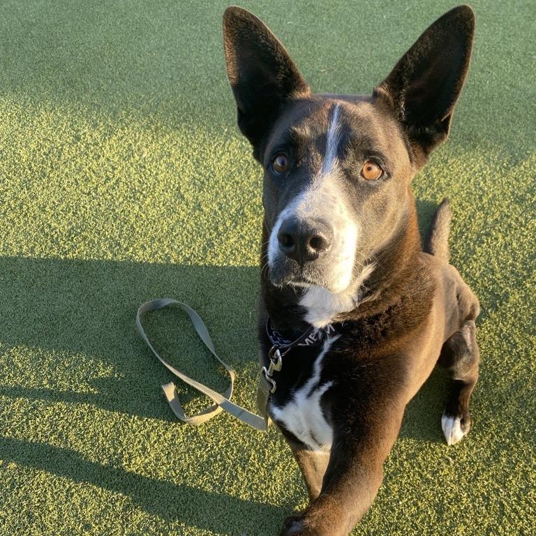 Enlarge Gandalf, a Adoptable mixed breed in Albuquerque, NM image 6/6