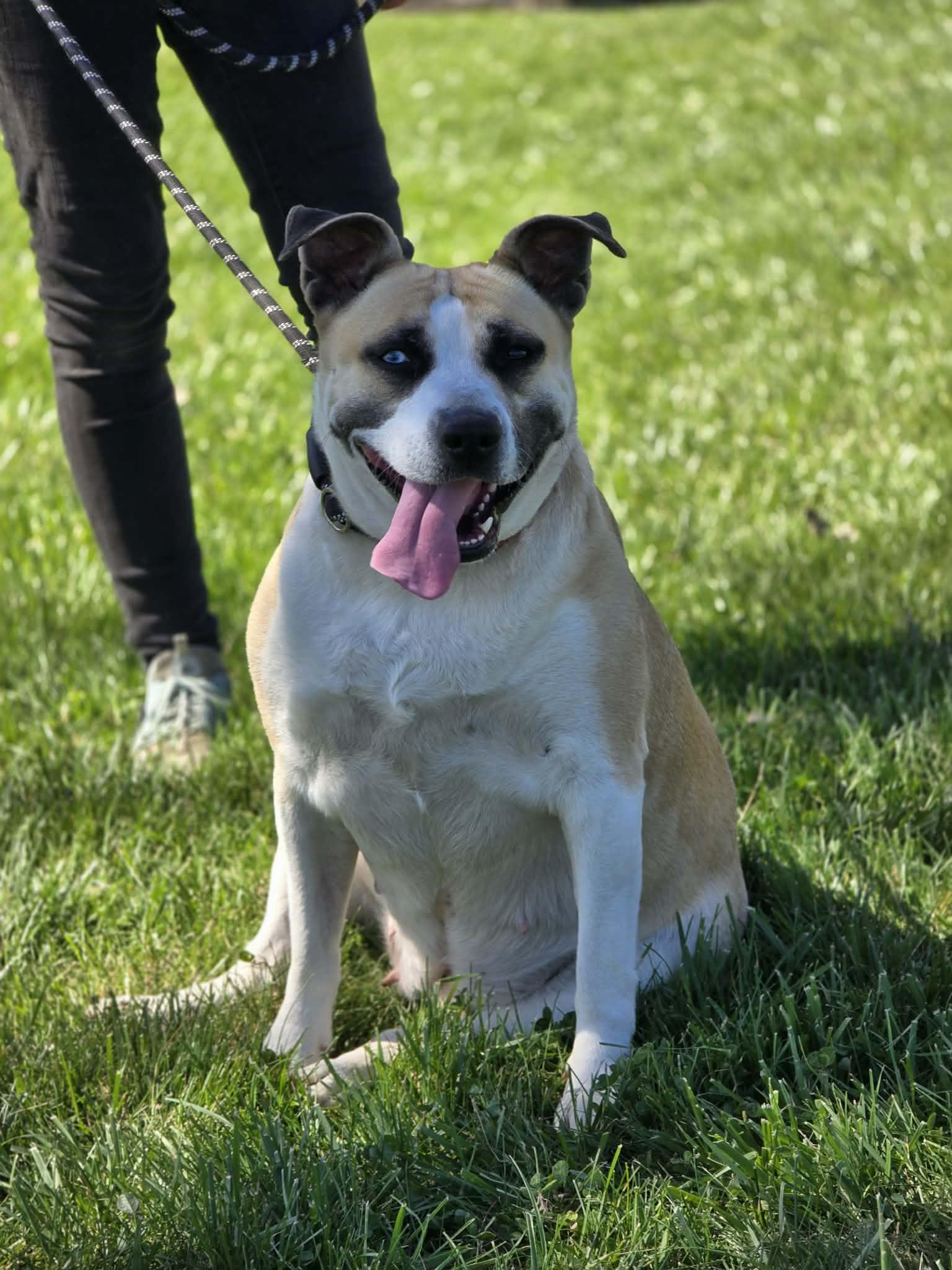 Butter Beans, adoptable, Adult Female Pit Bull Terrier & Mixed Breed.