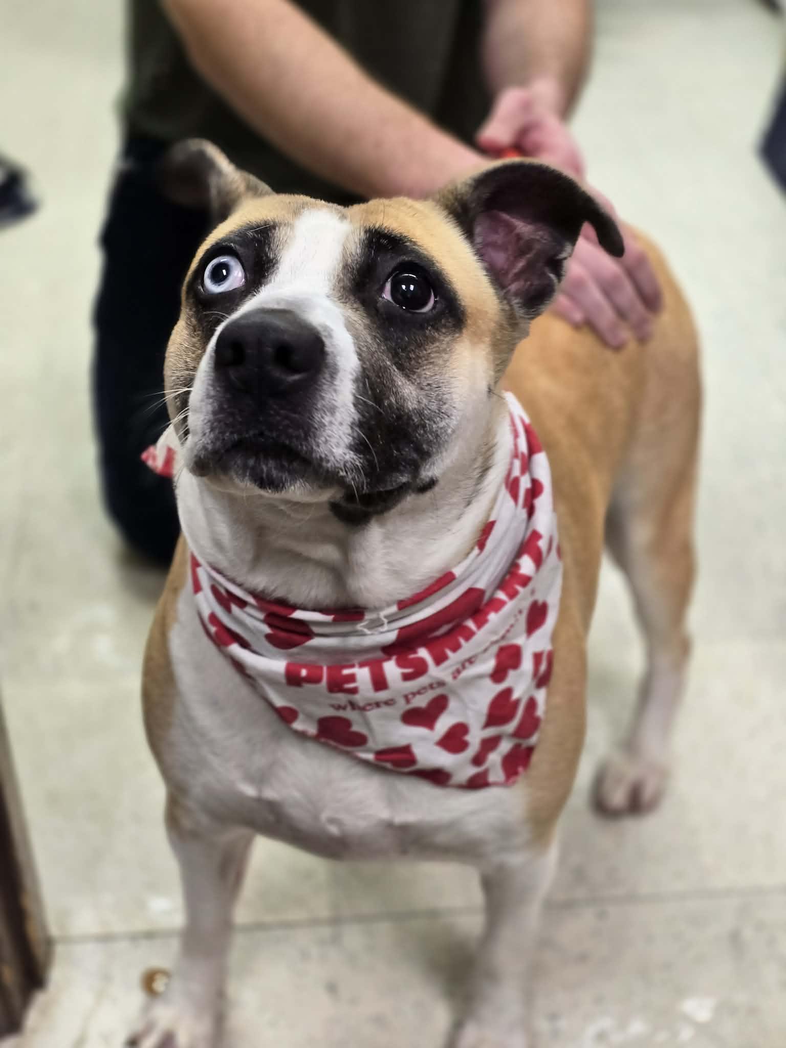 Enlarge Butter Beans, a ADOPTABLE mixed breed in Grants Pass, OR image 3/4