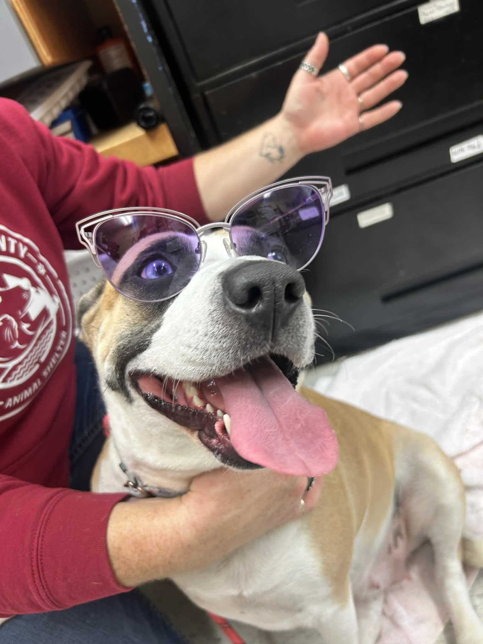Enlarge Butter Beans, an adoptable mixed breed in Grants Pass, OR image 6/6
