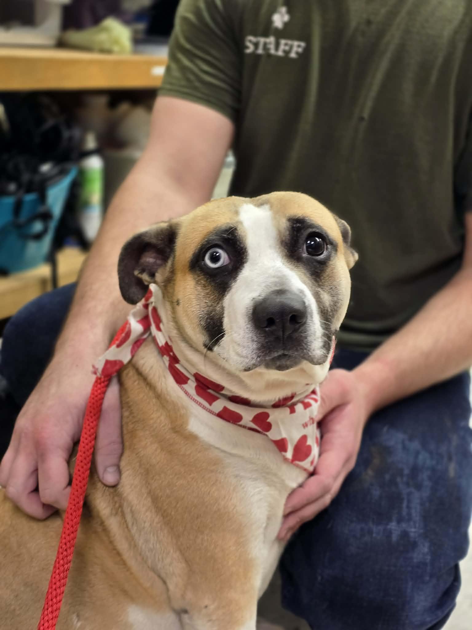 Enlarge Butter Beans, a ADOPTABLE mixed breed in Grants Pass, OR image 1/4