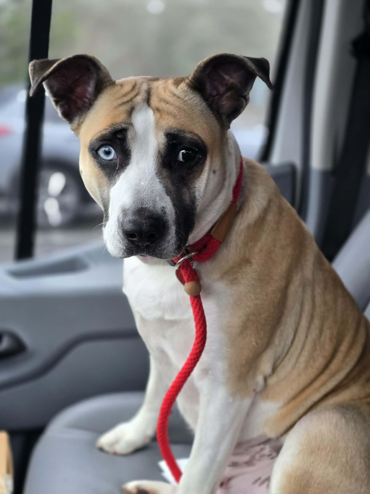 Enlarge Butter Beans, a ADOPTABLE mixed breed in Grants Pass, OR image 4/4