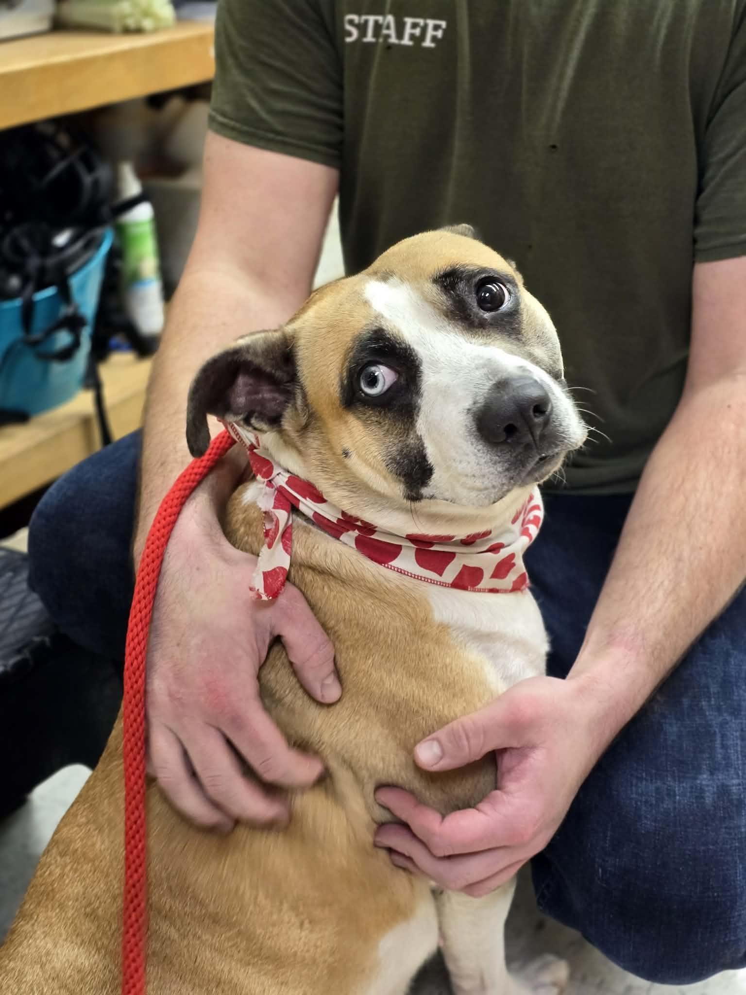 Enlarge Butter Beans, a ADOPTABLE mixed breed in Grants Pass, OR image 2/4