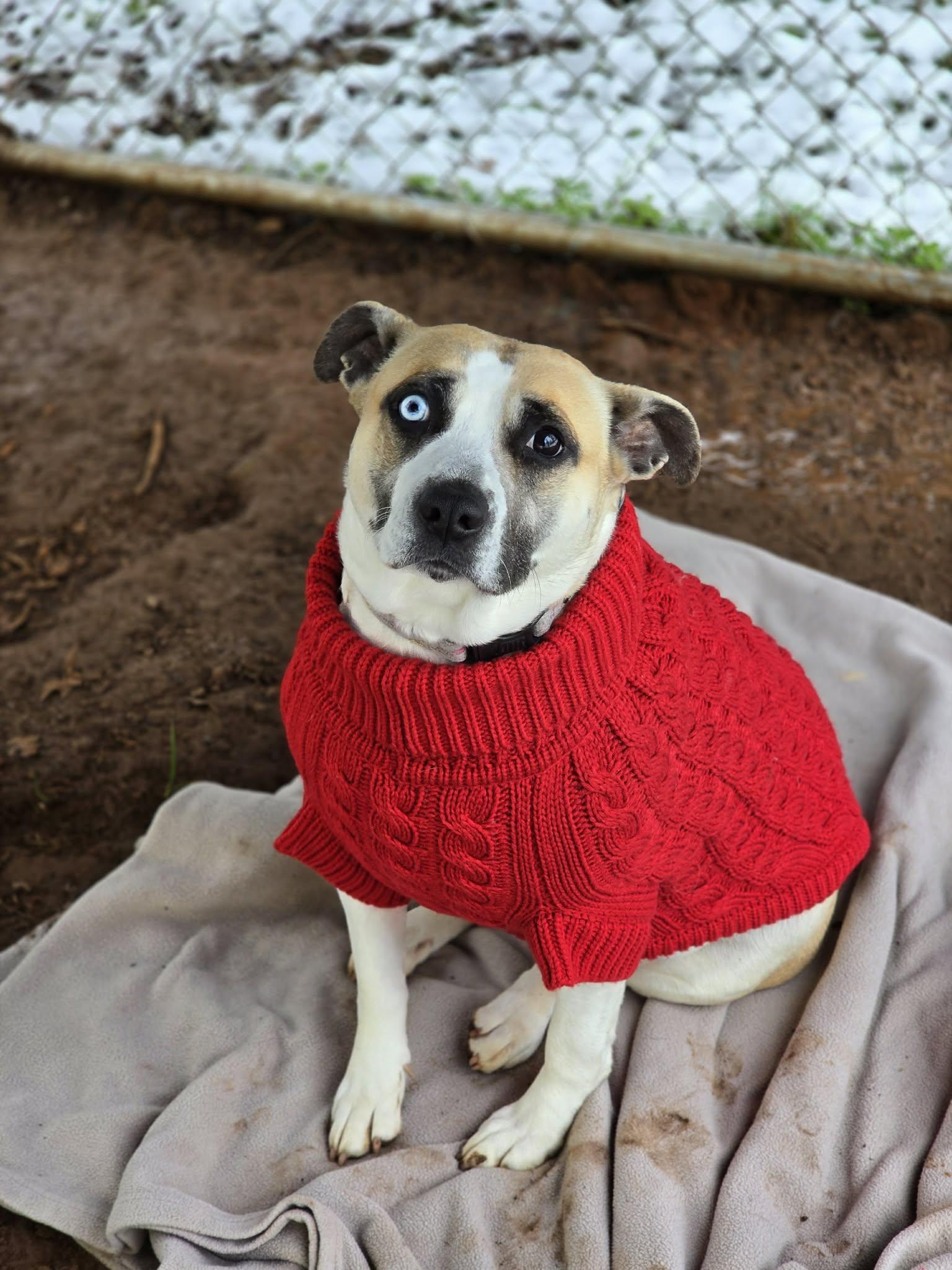 Enlarge Butter Beans, an adoptable mixed breed in Grants Pass, OR image 2/6