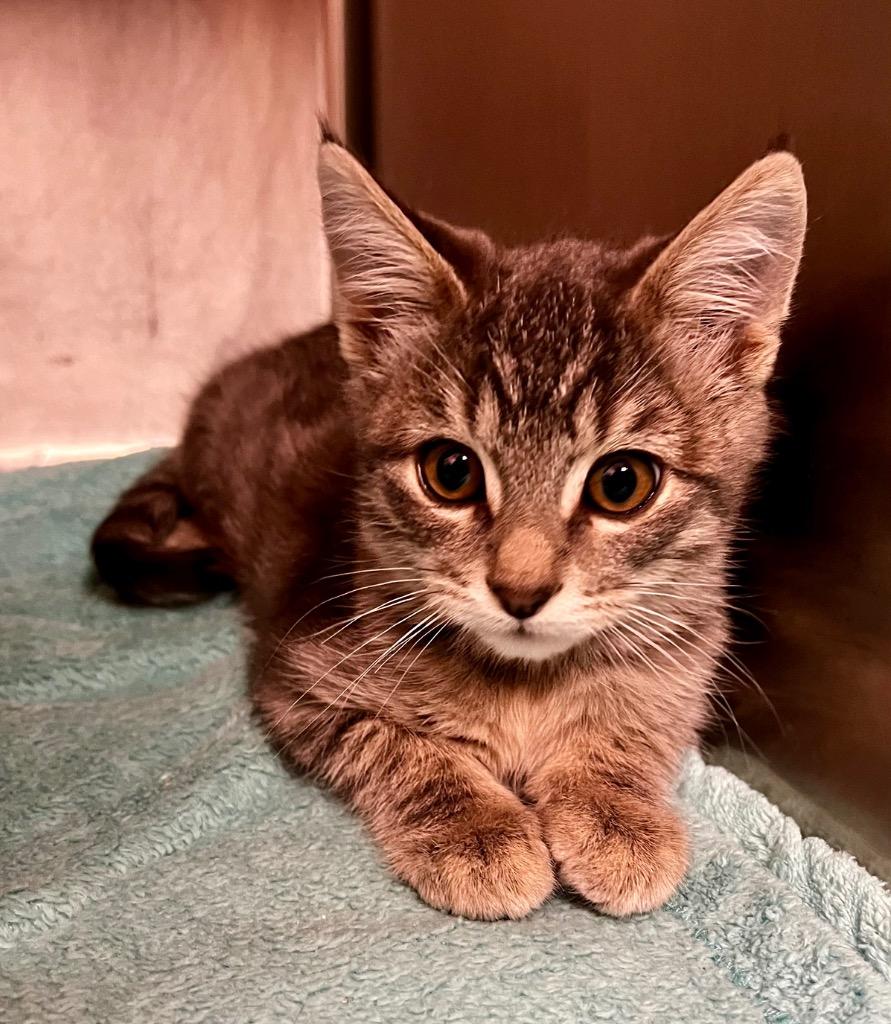 Gideon, Adoptable, Kitten Male Domestic Short Hair.