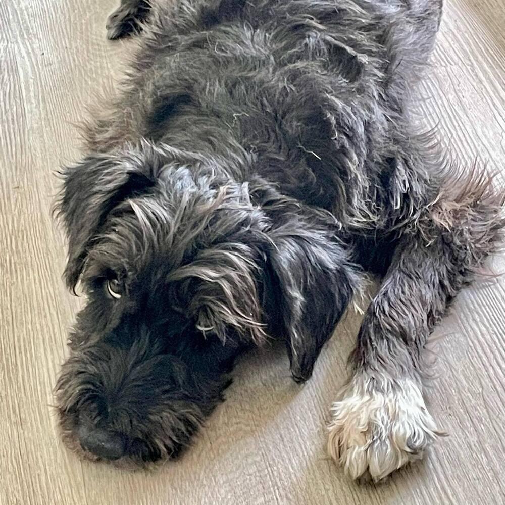 Pluto, Adoptable, Senior Male Schnauzer & Poodle.