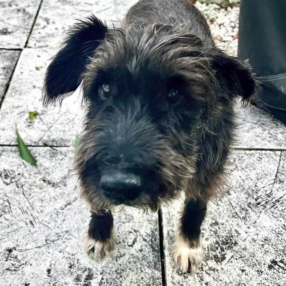 Enlarge Pluto, a Adoptable mixed breed in Fort Lauderdale, FL image 2/4