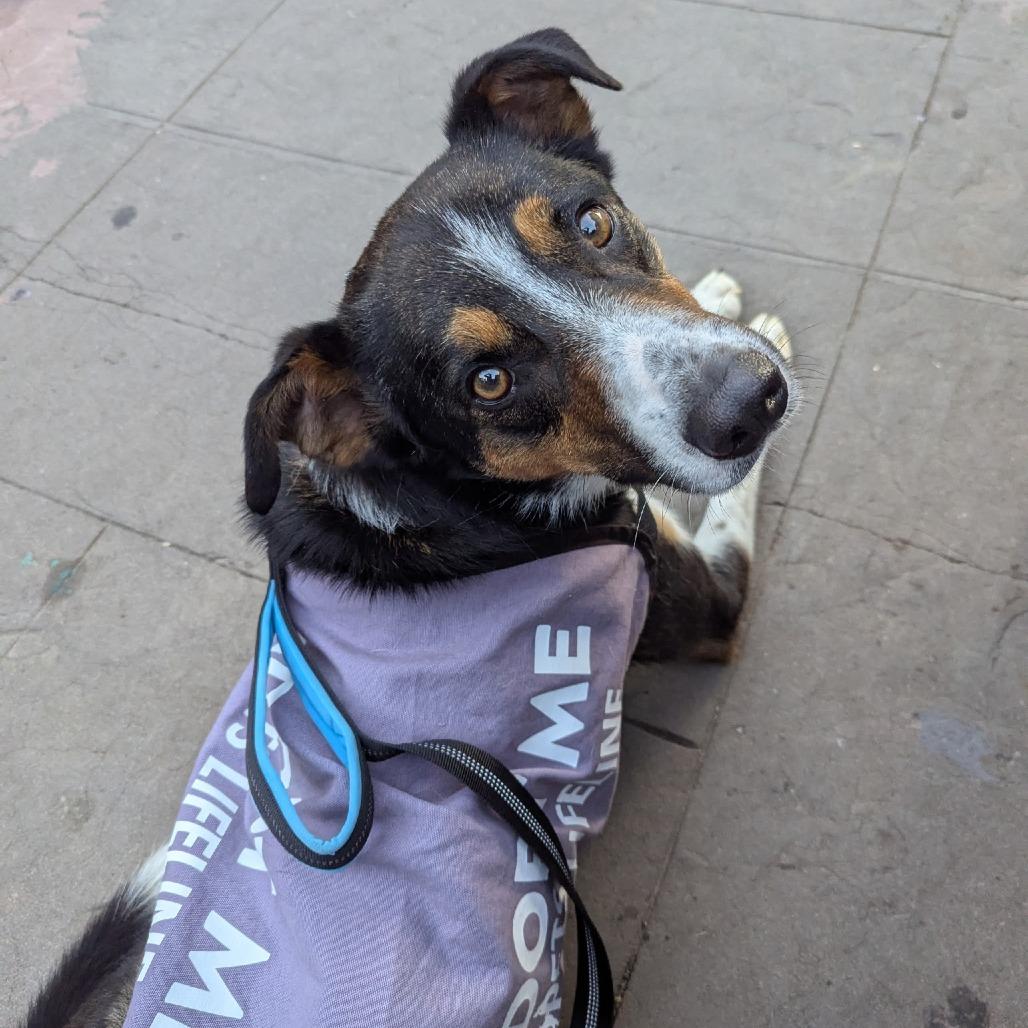 Enlarge Kermit, a Adoptable Mixed Breed in Sonoma, CA image 4/6