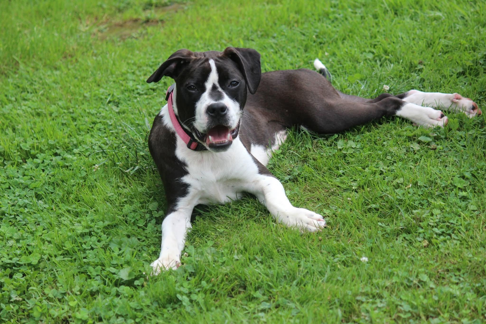Sugar Plum, ADOPTABLE, Puppy Female Pit Bull Terrier.