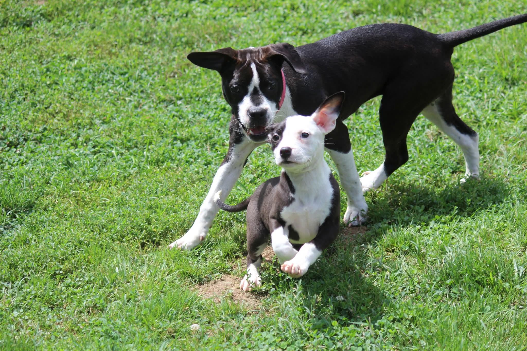 Enlarge Sugar Plum, a ADOPTABLE mixed breed in Huntington, WV image 5/5
