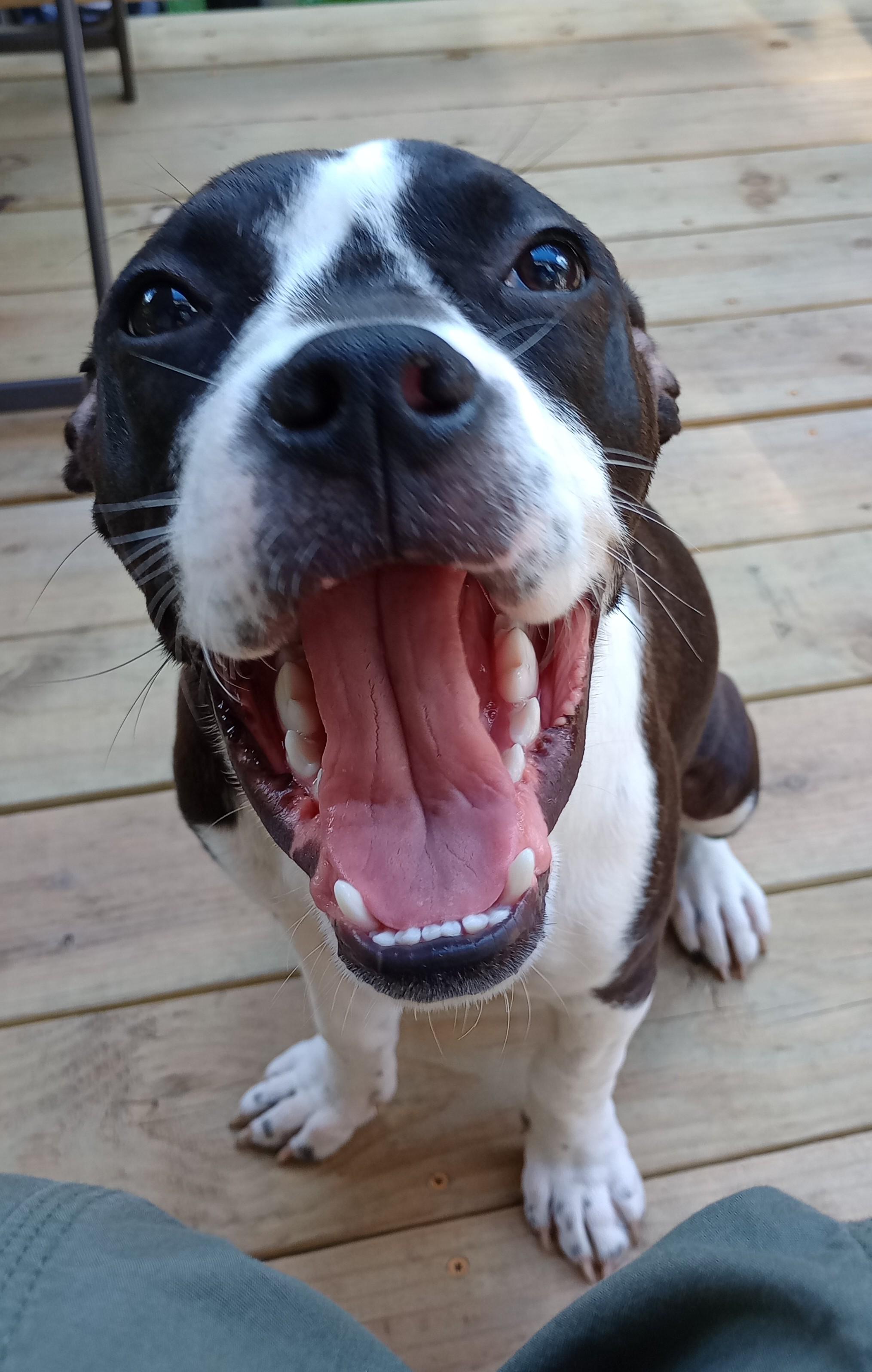 Enlarge Sugar Plum, a ADOPTABLE mixed breed in Huntington, WV image 3/4