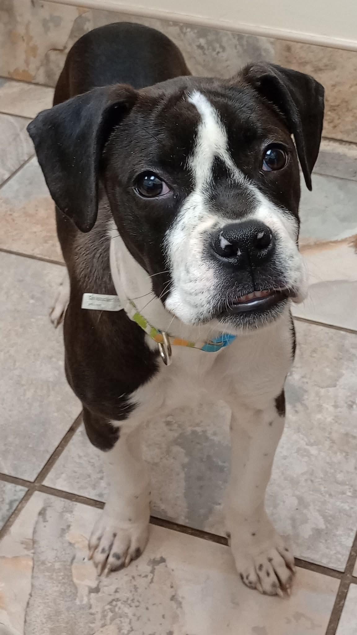 Enlarge Sugar Plum, a ADOPTABLE mixed breed in Huntington, WV image 2/4