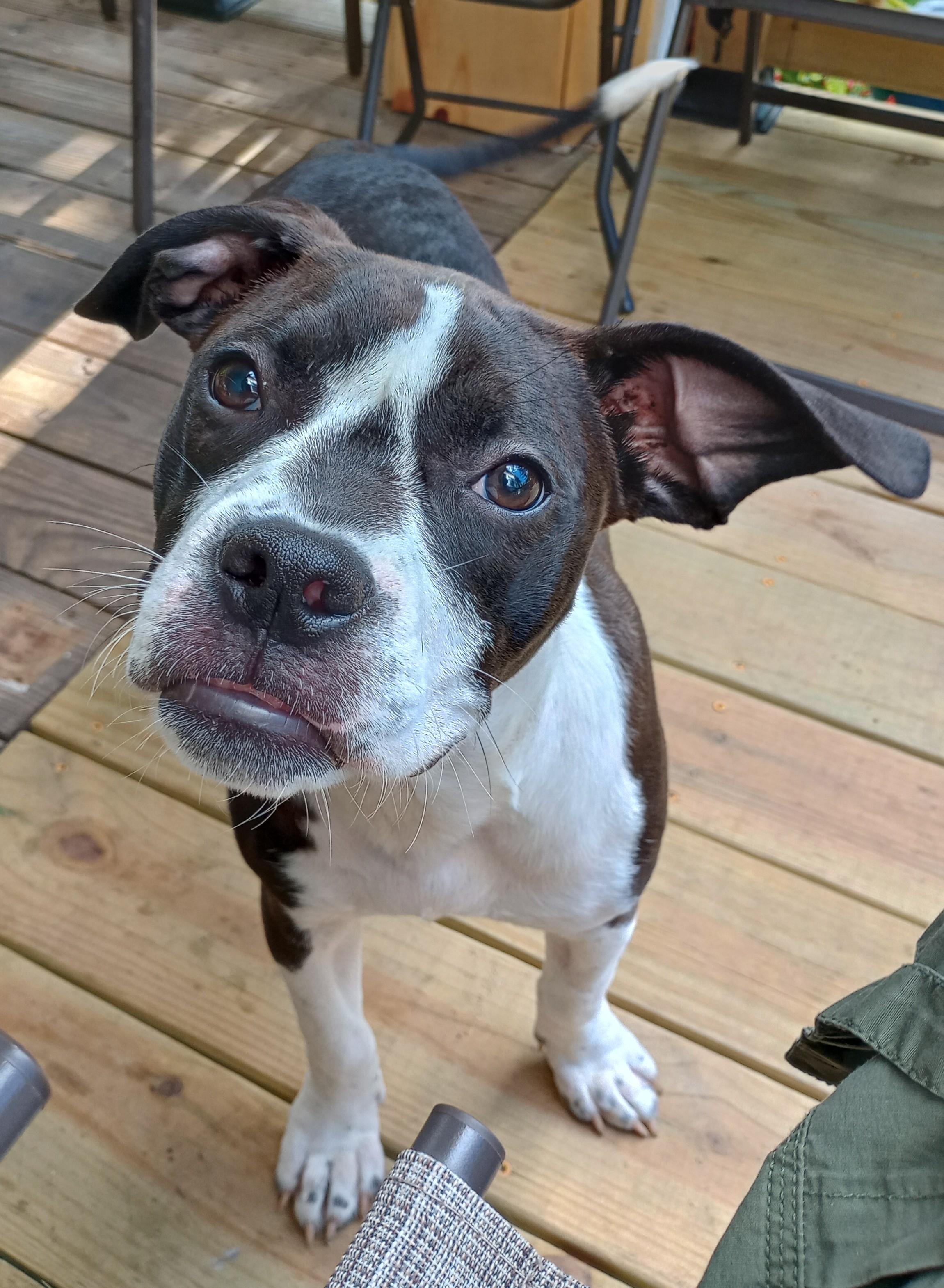 Enlarge Sugar Plum, a ADOPTABLE mixed breed in Huntington, WV image 1/4