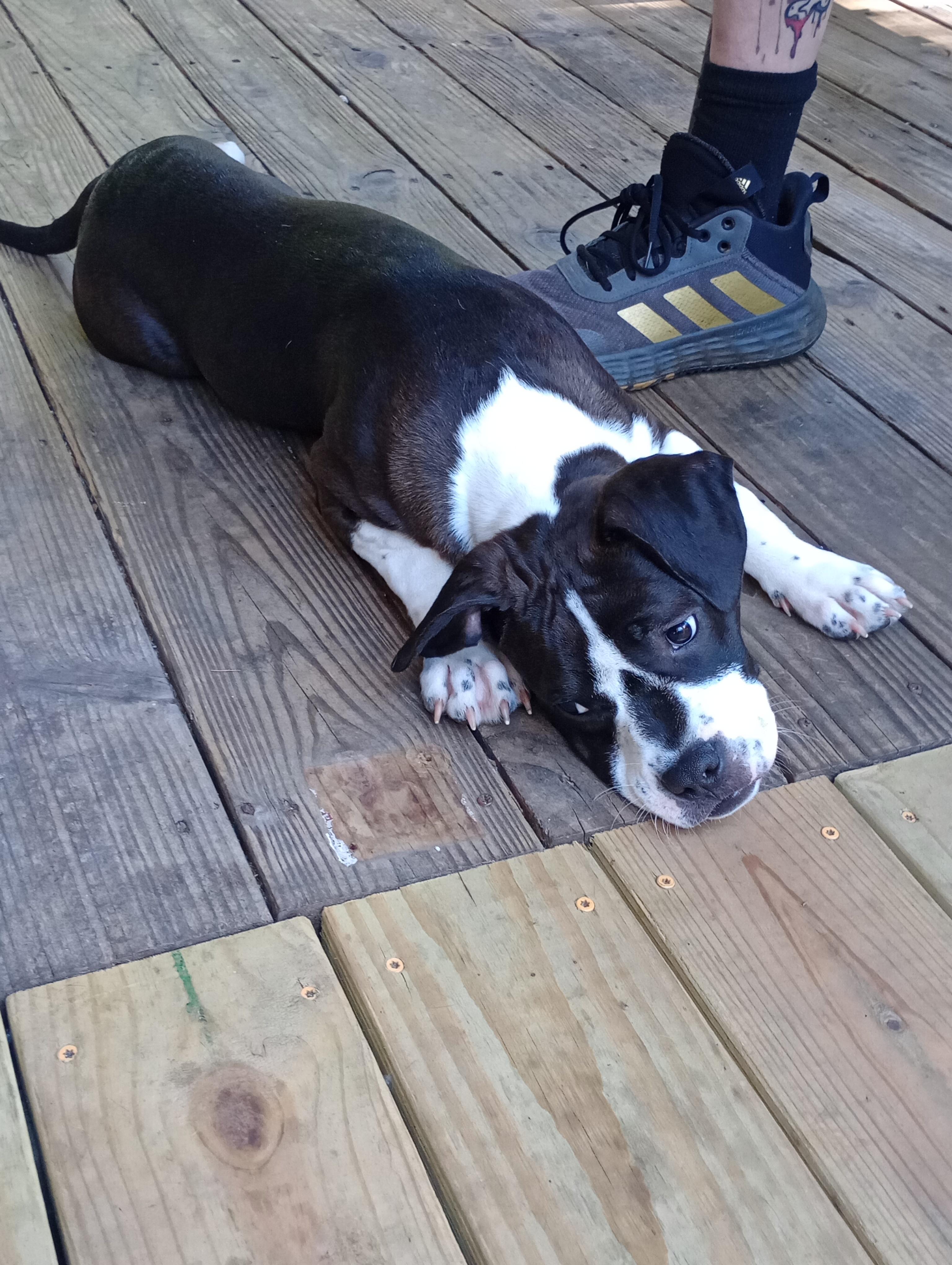 Enlarge Sugar Plum, a ADOPTABLE mixed breed in Huntington, WV image 4/4