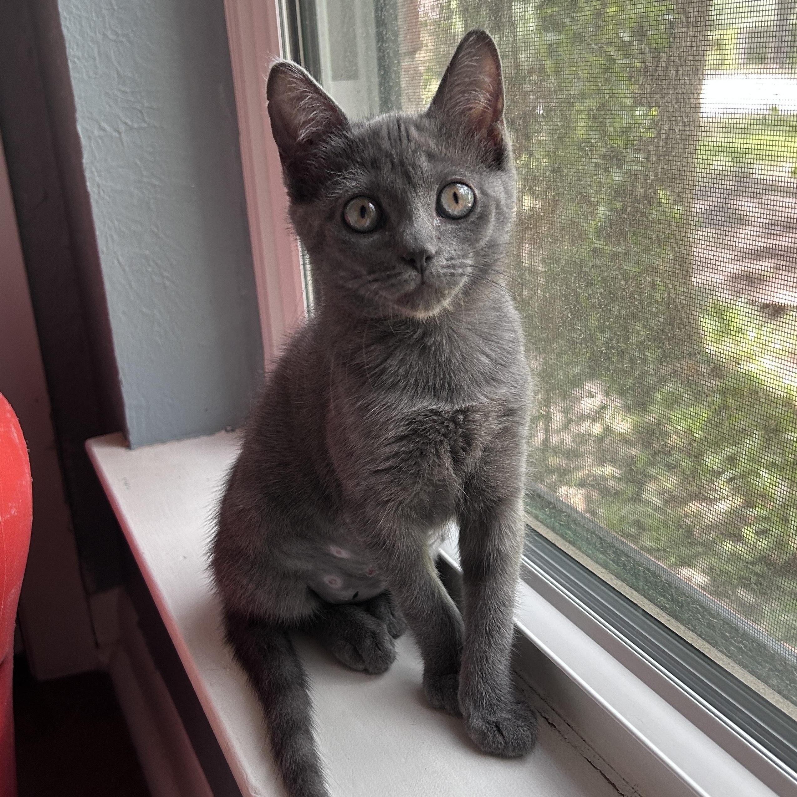 Enlarge Monchichi, a Adoptable mixed breed in Sunset Valley, TX image 5/6