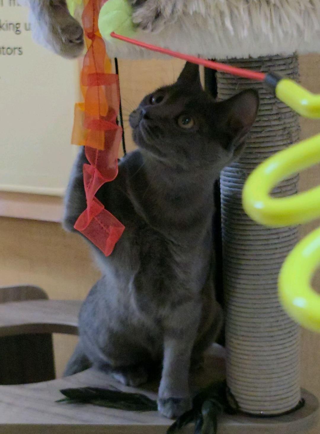 Monchichi, Adoptable, Kitten Female Domestic Short Hair.