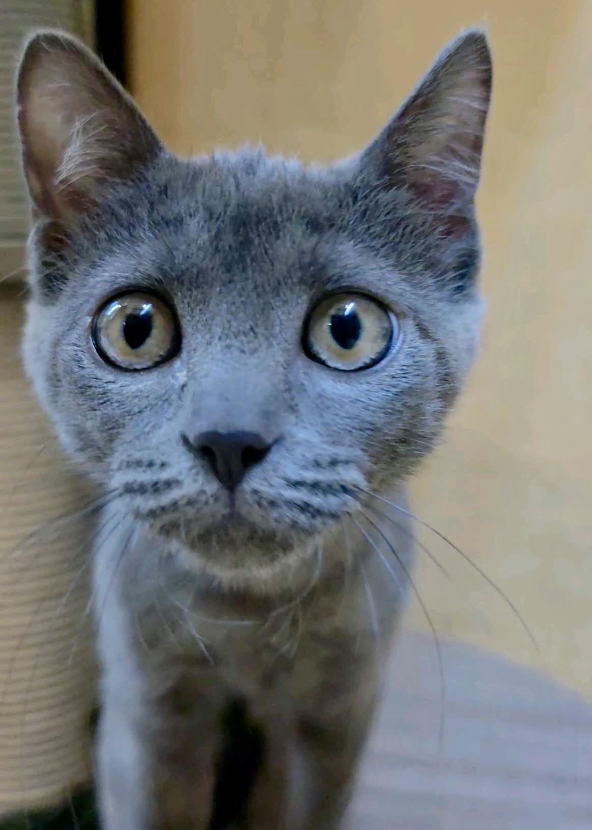 Enlarge Monchichi, a Adoptable mixed breed in Sunset Valley, TX image 4/6