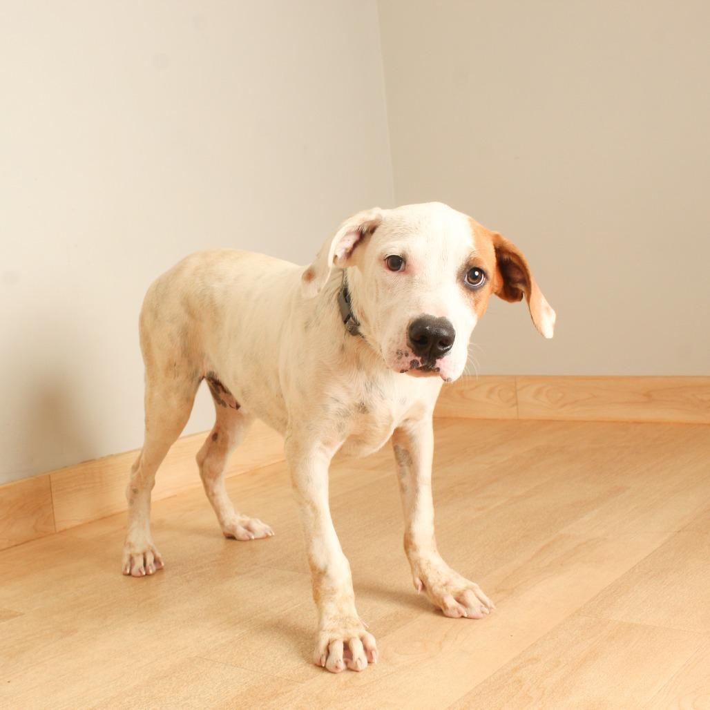 Butterbean D71063, Adoptable, Puppy Male American Bulldog & Mixed Breed.