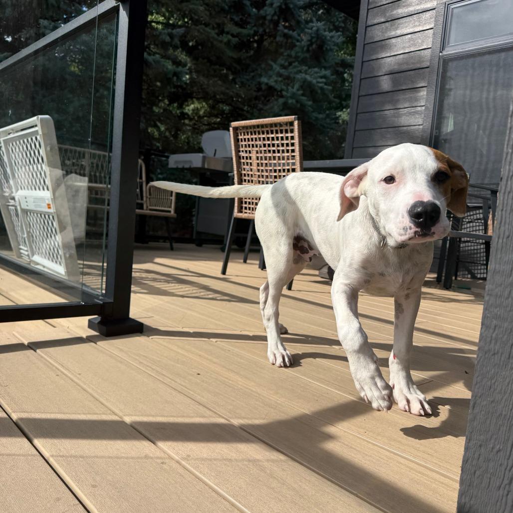 Enlarge Butterbean D71063, a Adoptable mixed breed in Minnetonka, MN image 2/6