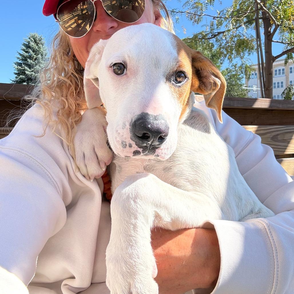 Enlarge Butterbean D71063, a Adoptable mixed breed in Minnetonka, MN image 3/6