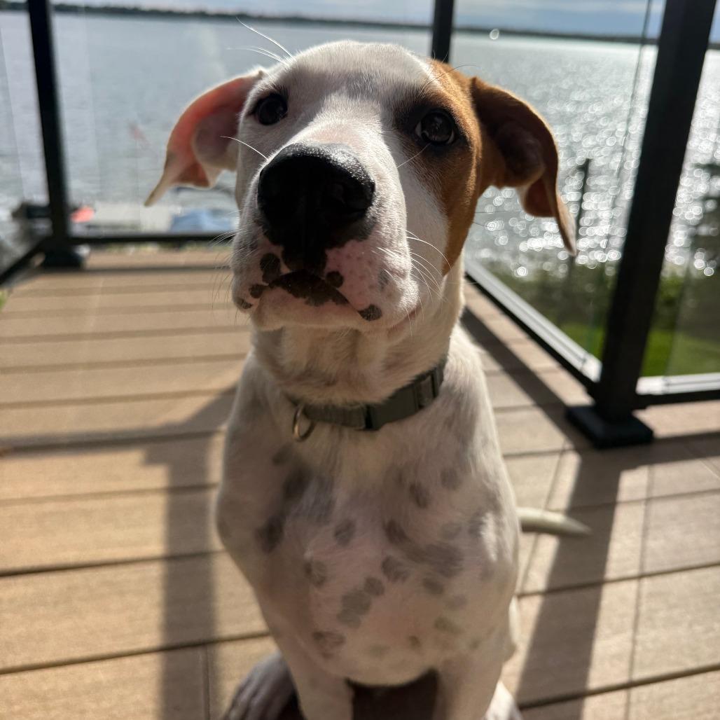 Enlarge Butterbean D71063, a Adoptable mixed breed in Minnetonka, MN image 5/6