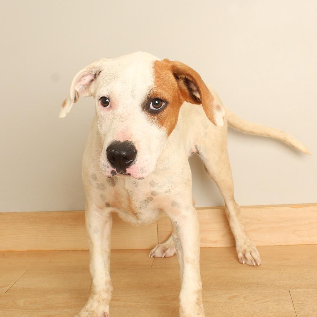 Enlarge Butterbean D71063, a Adoptable mixed breed in Minnetonka, MN image 6/6