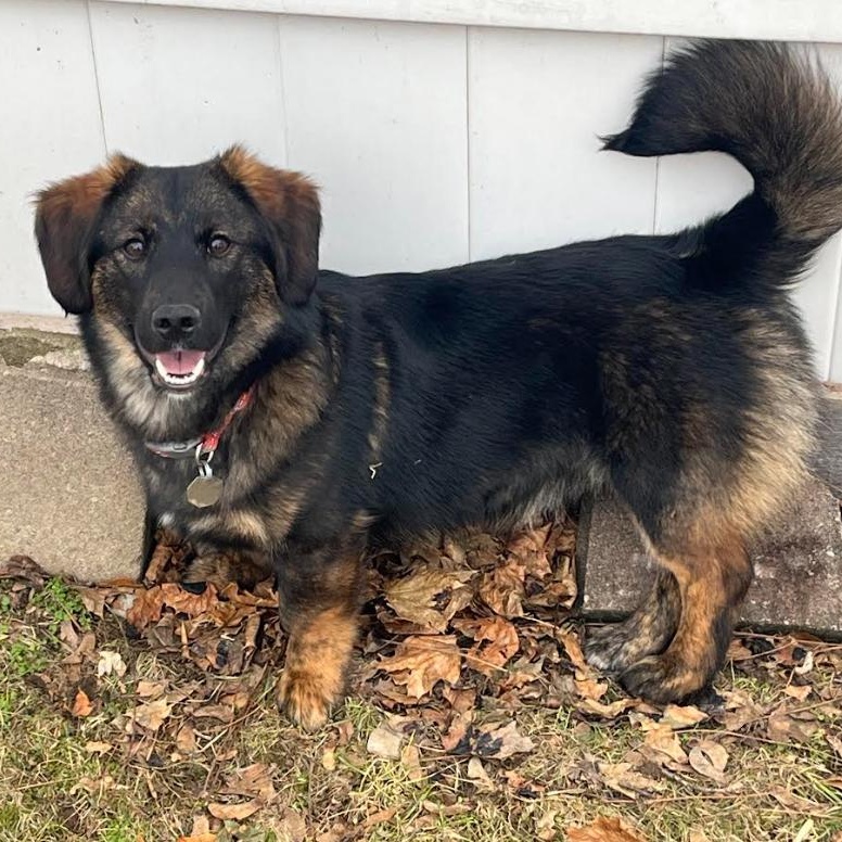 Cooper, an adopted mixed breed in Rochester, NY image 1/4
