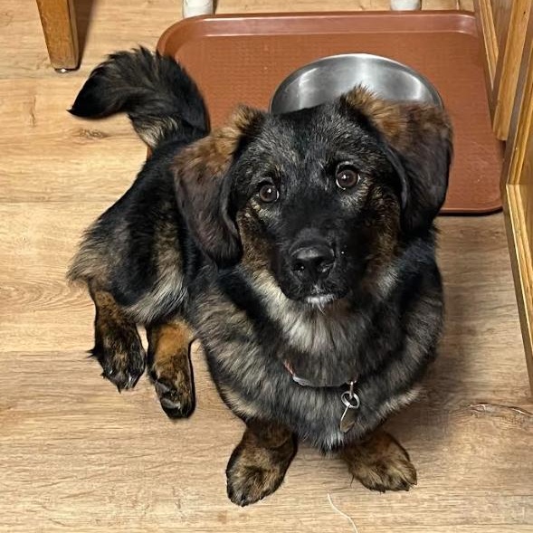 Cooper, an adopted mixed breed in Rochester, NY image 2/4