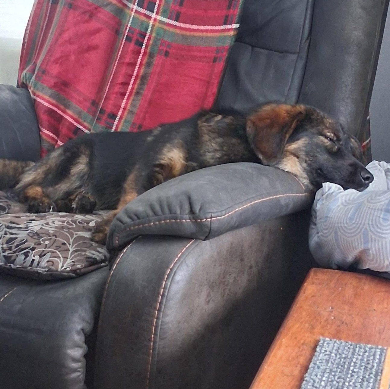 Cooper, an adopted mixed breed in Rochester, NY image 3/4