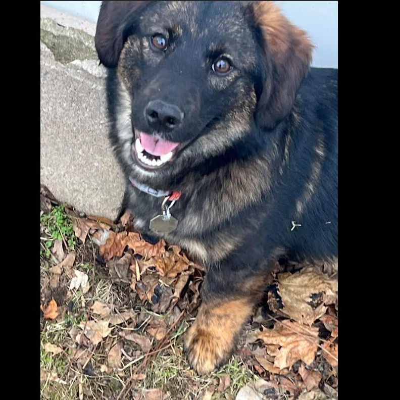 Cooper, an adopted mixed breed in Rochester, NY image 4/4