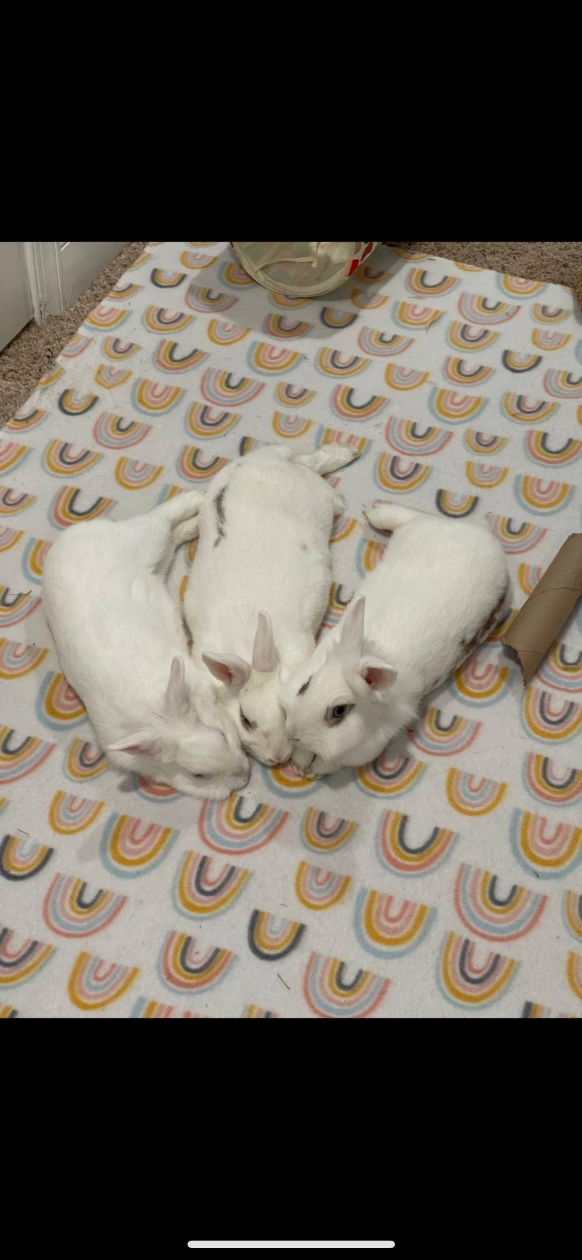 Enlarge Chester, Bonnie and Clyde*, a Adoptable mixed breed in York, PA image 4/4