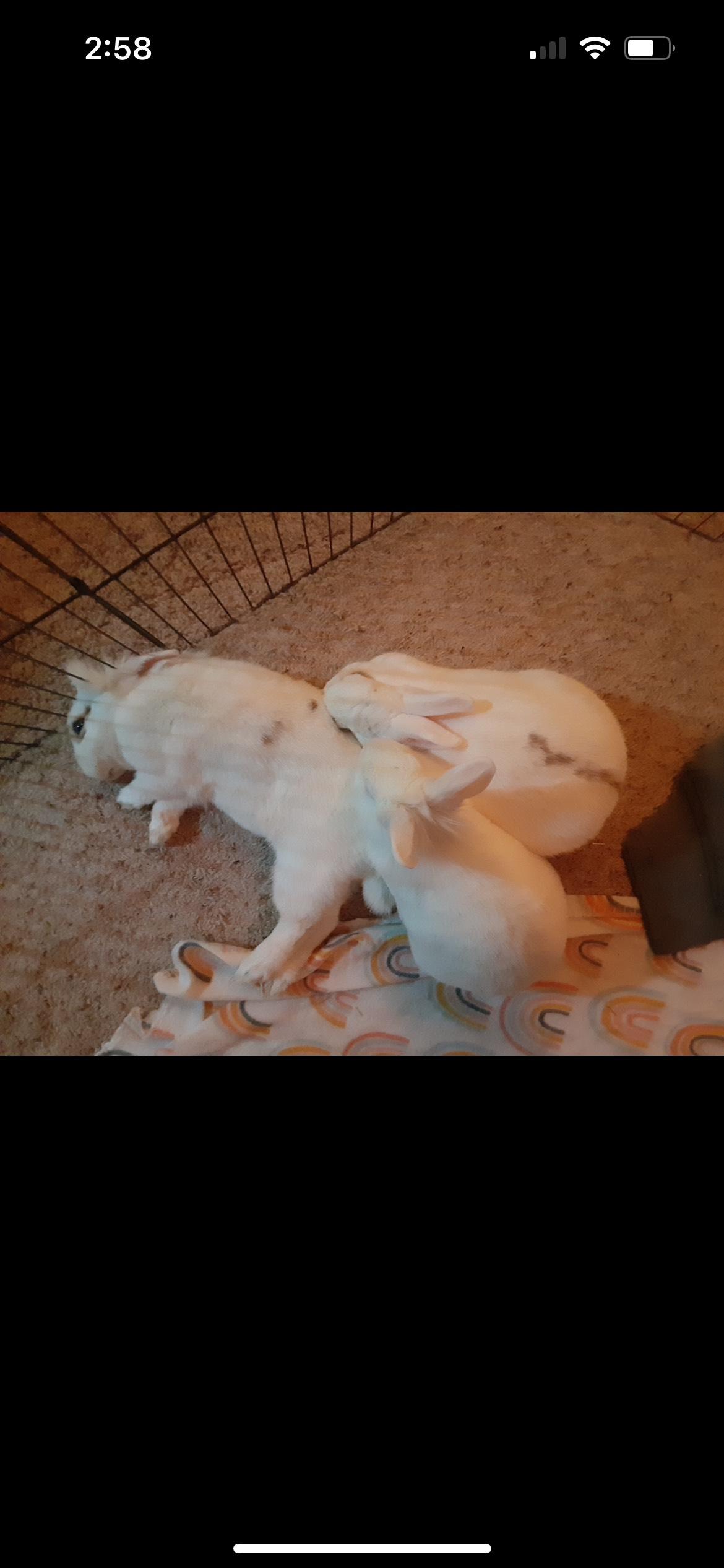 Enlarge Chester, Bonnie and Clyde*, a Adoptable mixed breed in York, PA image 3/4