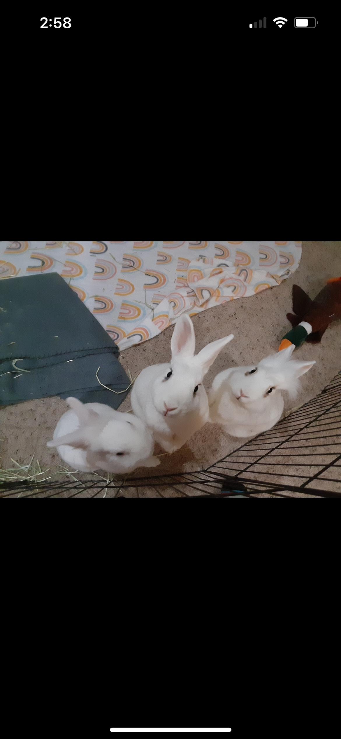 Chester, Bonnie and Clyde*, Adoptable, Adult Male Rex & Lionhead.