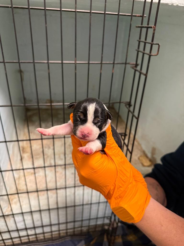 Yam, Adoptable, Puppy Female Staffordshire Bull Terrier & Mixed Breed.