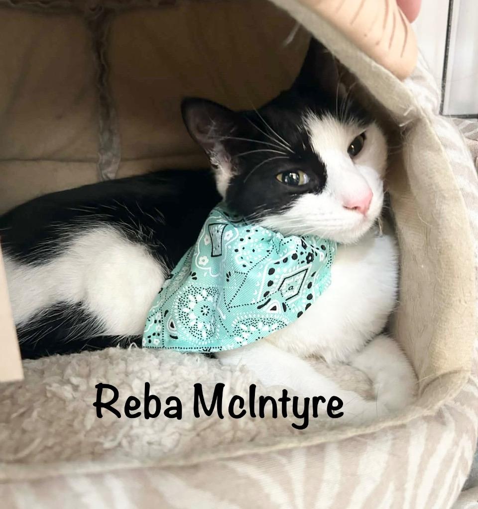 Enlarge Reba McEntire, a Adopted mixed breed in Hoover , AL image 1/6