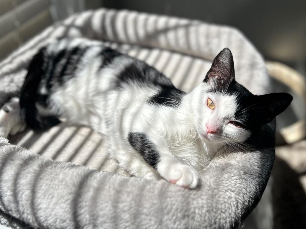 Enlarge Reba McEntire, a Adopted mixed breed in Hoover , AL image 2/6
