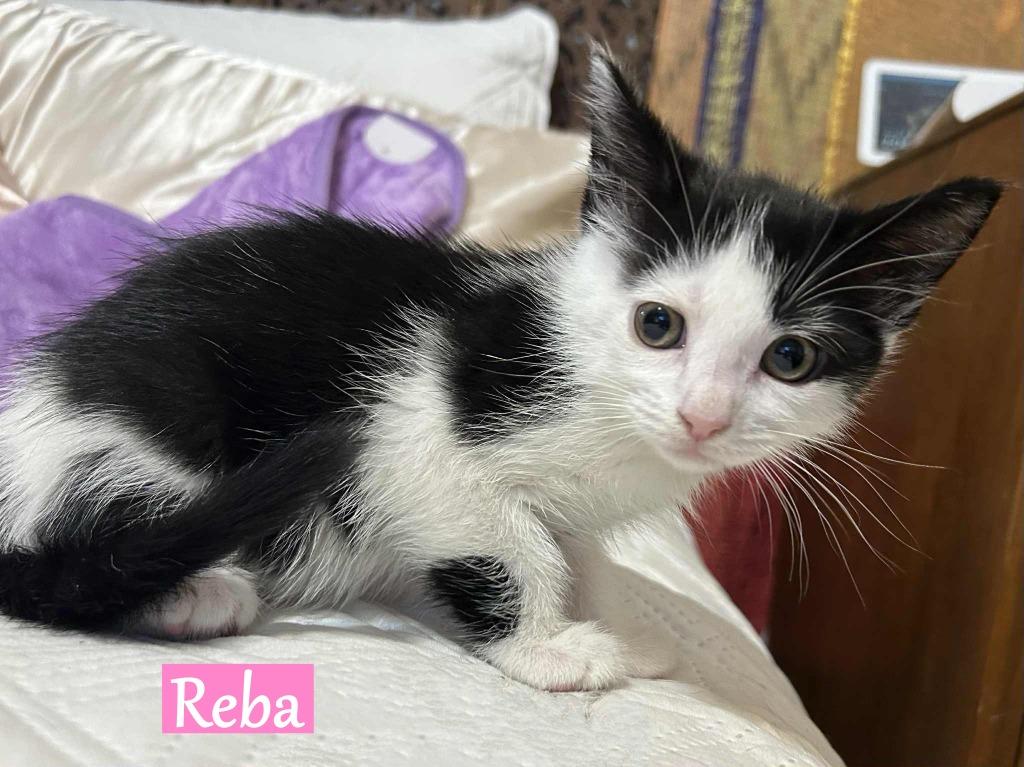 Enlarge Reba McEntire, a Adopted mixed breed in Hoover , AL image 4/6