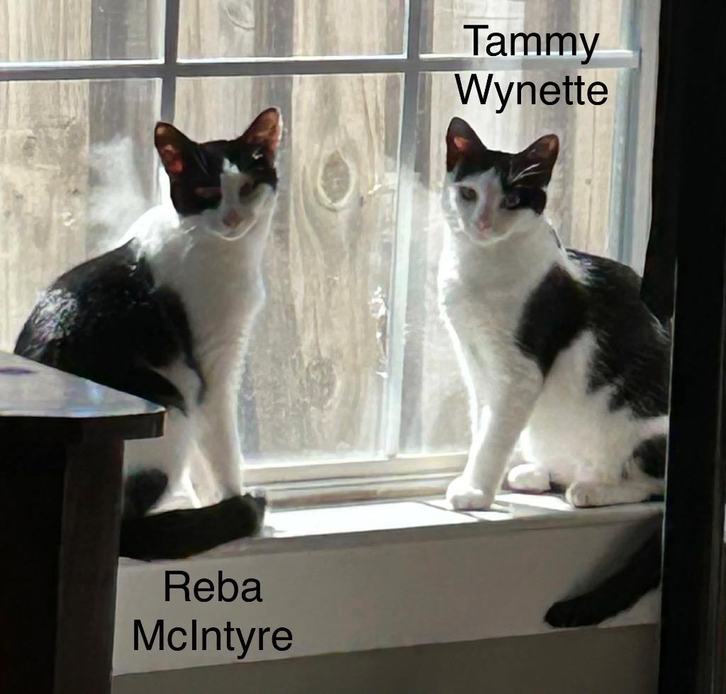 Enlarge Reba McEntire, a Adopted mixed breed in Hoover , AL image 5/6